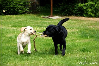 Joyful Lab's Crazy Boy