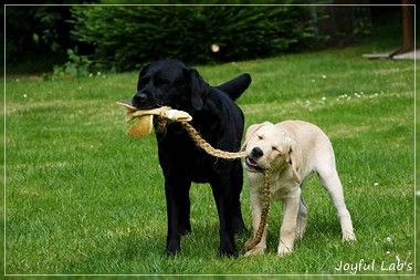 Joyful Lab's Crazy Boy