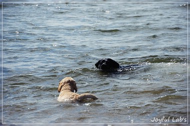 Joyful Lab's Crazy Boy