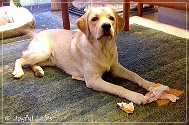 Joyful Lab's Dressy Girl