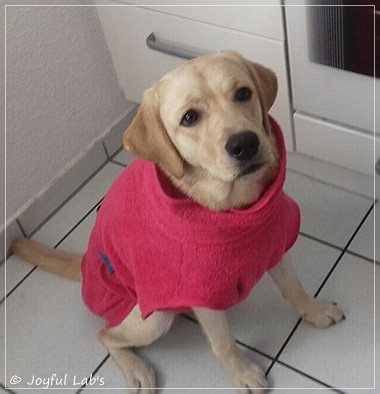 Joyful Lab's Dressy Girl