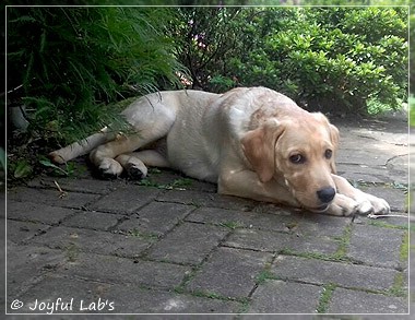 Joyful Lab's Dressy Girl