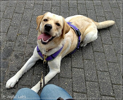 Joyful Lab's Dressy Girl