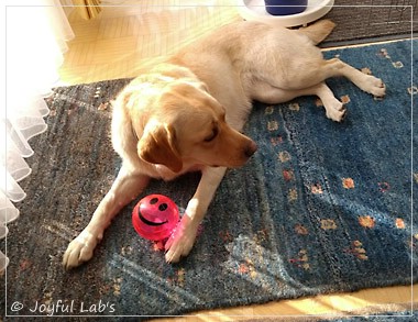 Joyful Lab's Dressy Girl