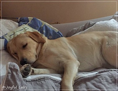 Joyful Lab's Cheeky Girl