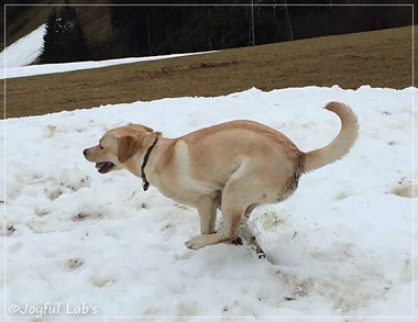 Joyful Lab's Cheeky Girl