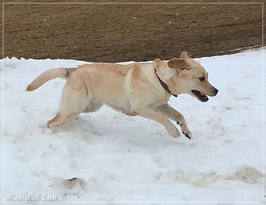 Joyful Lab's Cheeky Girl