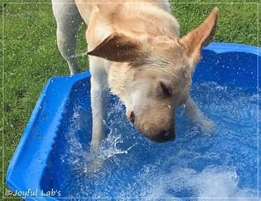 Joyful Lab's Cheeky Girl