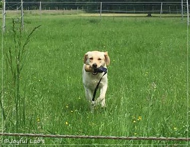 Joyful Lab's Cheeky Girl