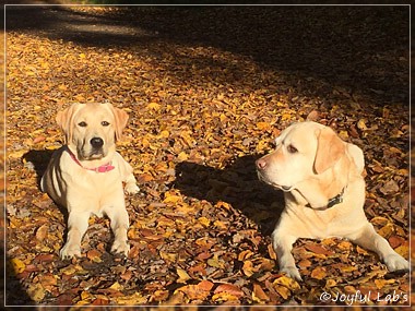 Joyful Lab's Cheeky Girl