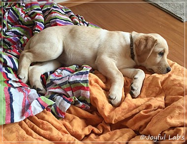 Joyful Lab's Cheeky Girl