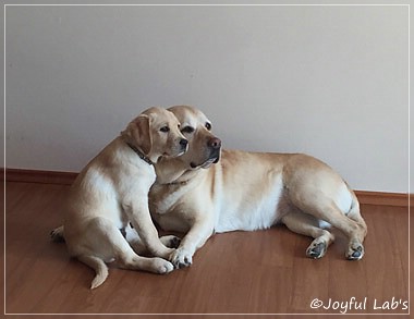 Joyful Lab's Cheeky Girl