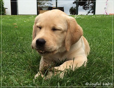 Joyful Lab's Cheeky Girl