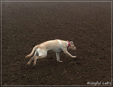 Joyful Lab's Cheeky Girl