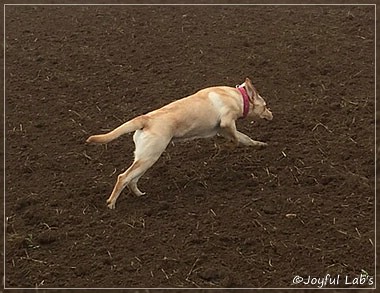 Joyful Lab's Cheeky Girl