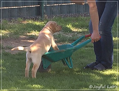 Joyful Lab's Cheeky Girl