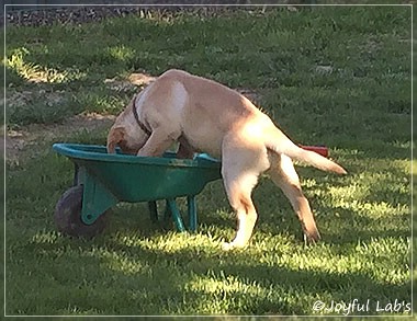 Joyful Lab's Cheeky Girl