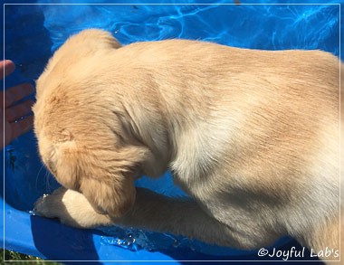 Joyful Lab's Cheeky Girl