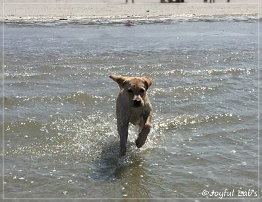 Joyful Lab's Cheeky Girl