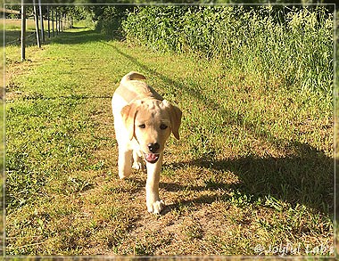 Joyful Lab's Cheeky Girl