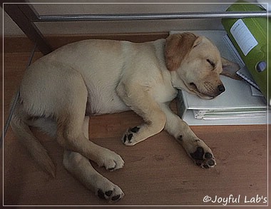 Joyful Lab's Cheeky Girl