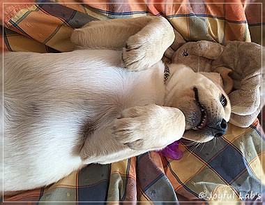 Joyful Lab's Cheeky Girl