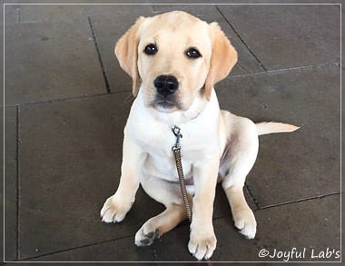 Joyful Lab's Cheeky Girl