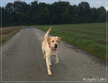 Joyful Lab's Cheeky Girl