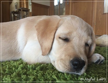 Joyful Lab's Cheeky Girl