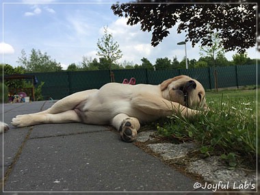 Joyful Lab's Cheeky Girl