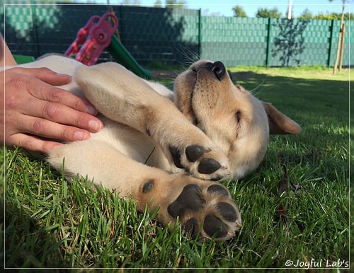 Joyful Lab's Cheeky Girl