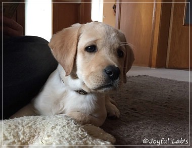 Joyful Lab's Cheeky Girl