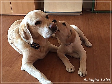 Joyful Lab's Cheeky Girl