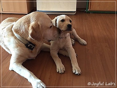 Joyful Lab's Cheeky Girl