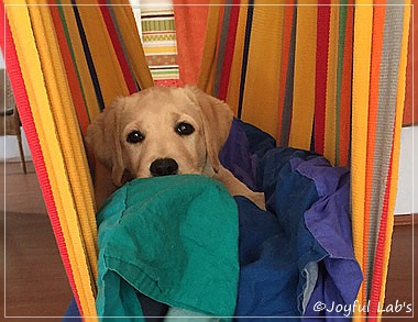 Joyful Lab's Cheeky Girl