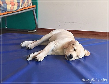 Joyful Lab's Cheeky Girl