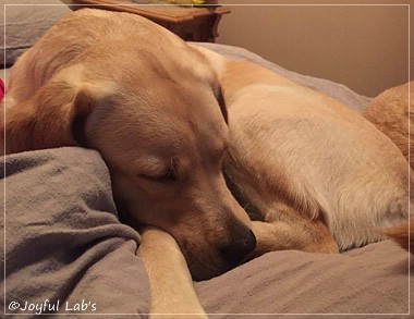 Joyful Lab's Cheeky Girl