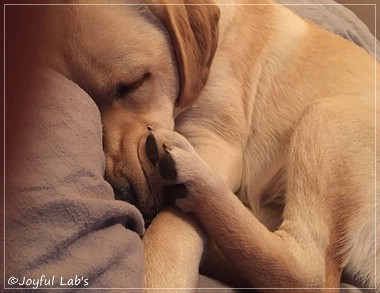 Joyful Lab's Cheeky Girl