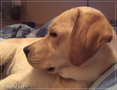 Joyful Lab's Cheeky Girl