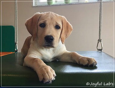 Joyful Lab's Cheeky Girl