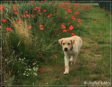 Joyful Lab's Cheeky Girl