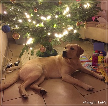 Joyful Lab's Cheeky Girl