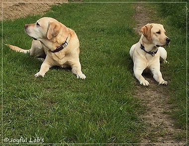 Joyful Lab's Cheeky Girl