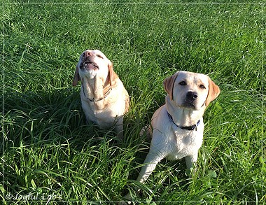 Joyful Lab's Cheeky Girl