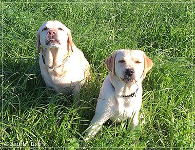 Joyful Lab's Cheeky Girl