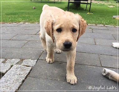 Joyful Lab's Cheeky Girl