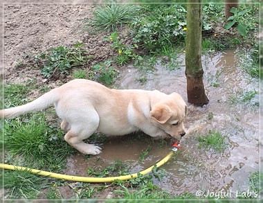 Joyful Lab's Cheeky Girl