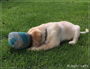 Joyful Lab's Cheeky Girl