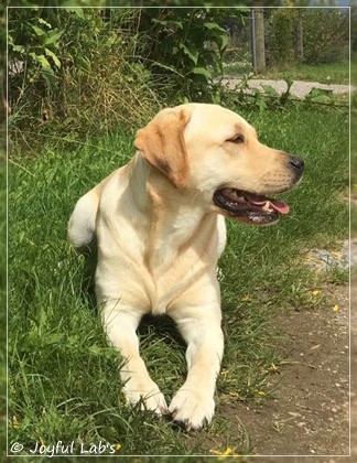 Joyful Lab's Cheeky Girl