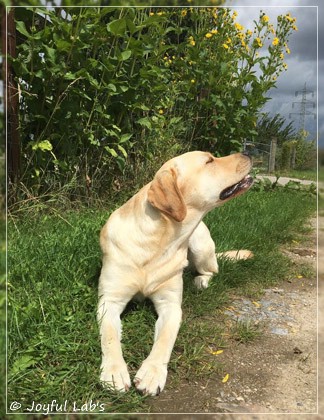 Joyful Lab's Cheeky Girl